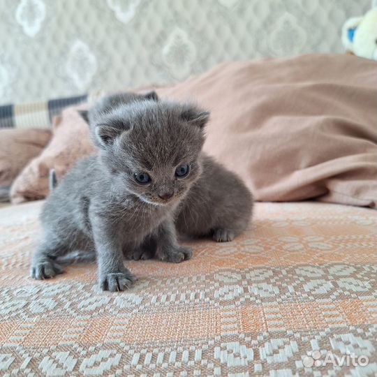 Котята ищут дом