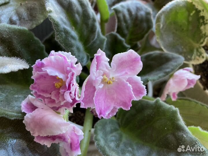 Розовая фиалка