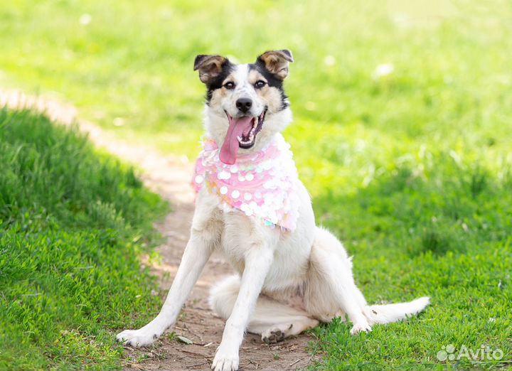 Метис бордер-колли, красотка Молли в дар