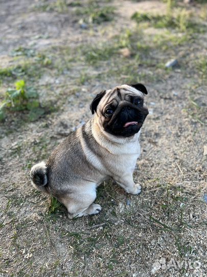 Мопс вязка мальчик