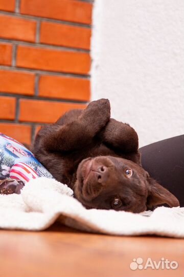 Щенки лабрадора