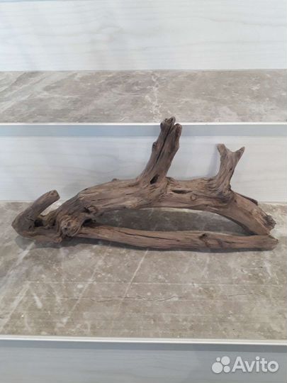 Коряга с Волги