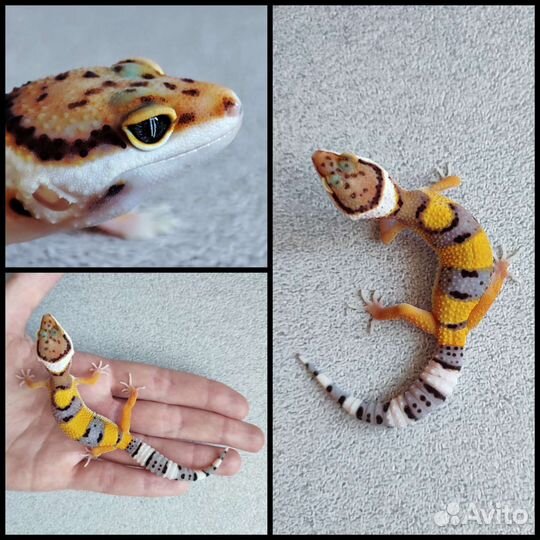 Эублефары 2023