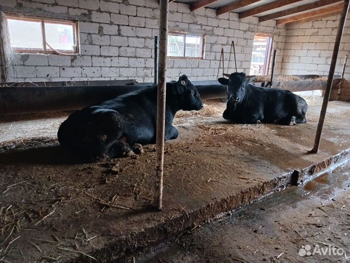 Бычки и быки