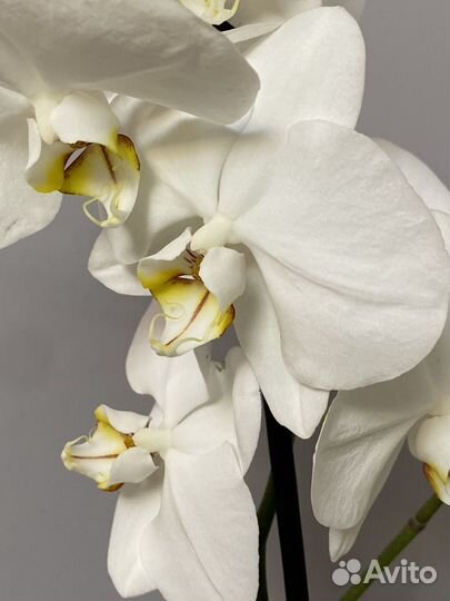 Орхидея фаленопсис редкая коллекционная