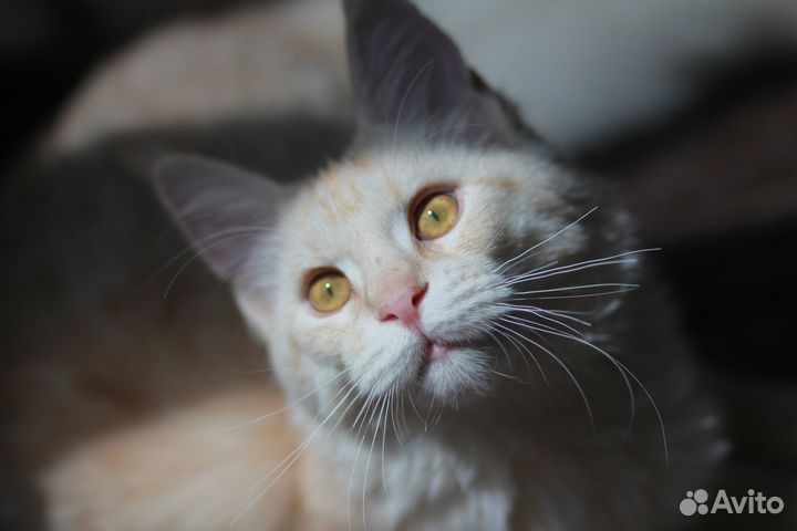 Фотограф анималист