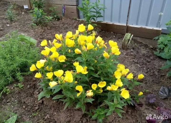 Энотера многолетняя