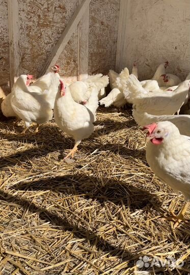 Инкубационное яйцо кур несушек