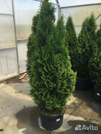 Туя смарагд