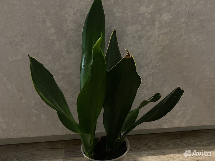 Сансевиерия сортовая