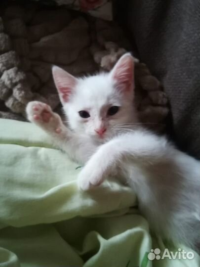 Котенок