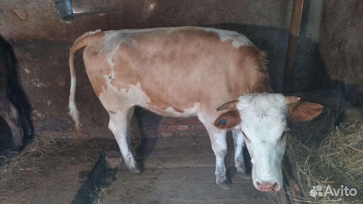 Быки и телки