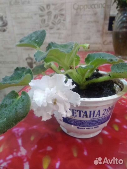 Сортовая фиалка