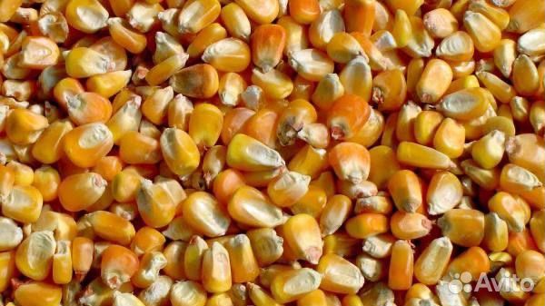 Кукуруза зерно