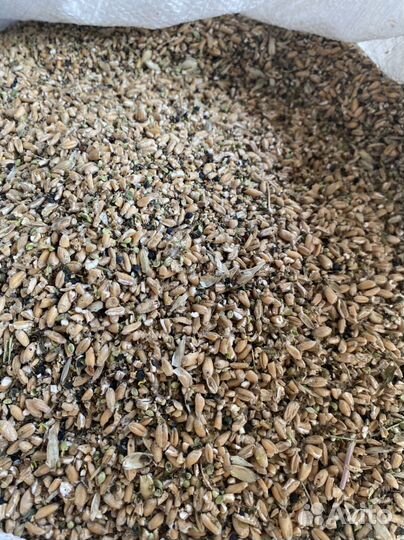 Зерноотходы пшеничные 40 кг