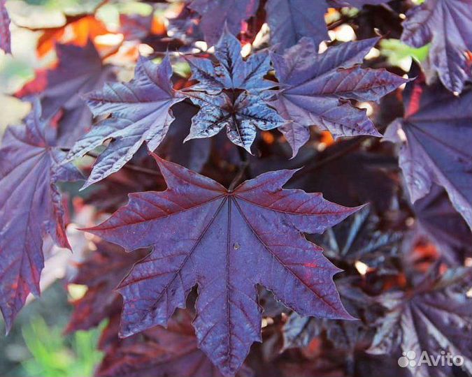 Клен остролистный Роял Ред