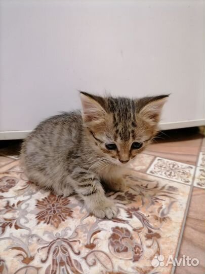 Кошка в дар