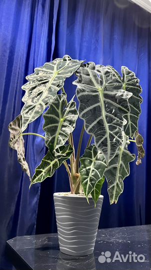 Алоказия полли