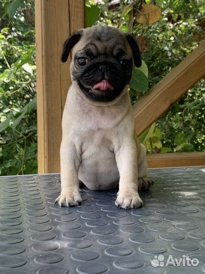 Мопс девочка РКФ