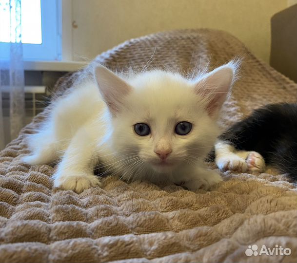 Котенок в добрые руки (девочка)