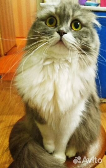 Отдам вислоухих котят