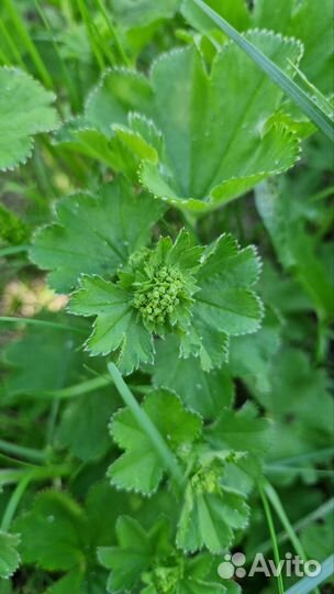 Манжетка трава для чая