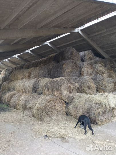 Продам сено в рулонах