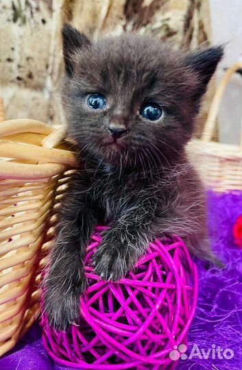 Котята в добрые руки 1 месяц