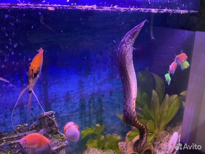 Мастацембел