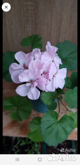 Герань розовая