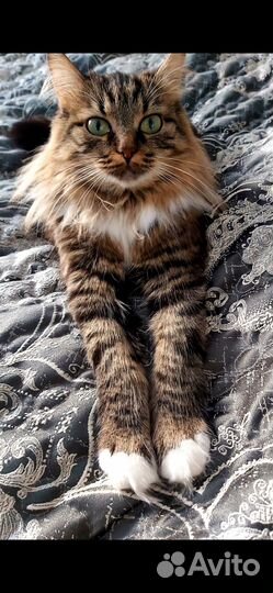 Отдам кошку в добрые руки