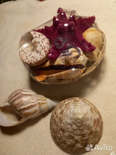 Ракушка, набор ракушек, магнитики на холодильник