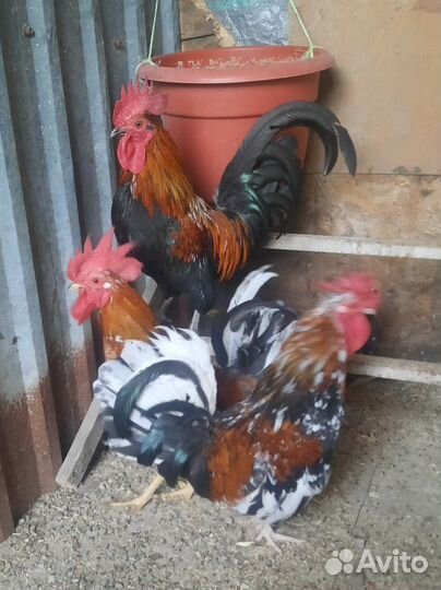 Петухи Бентанки