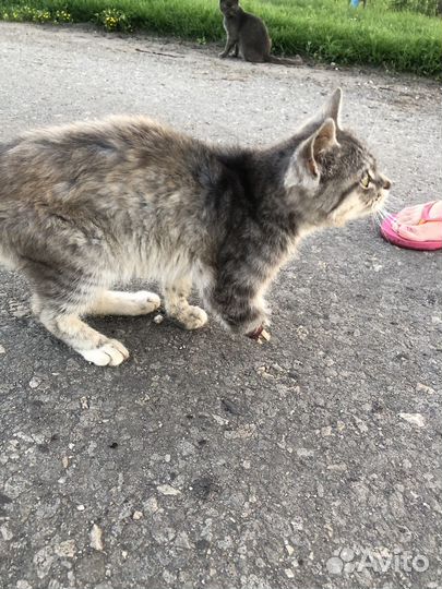 Котенок без лапки ждет помощи