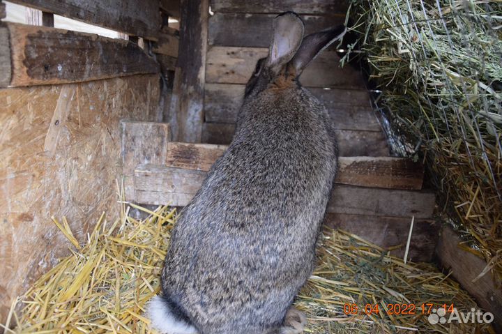 Кролики серые великаны и серебро