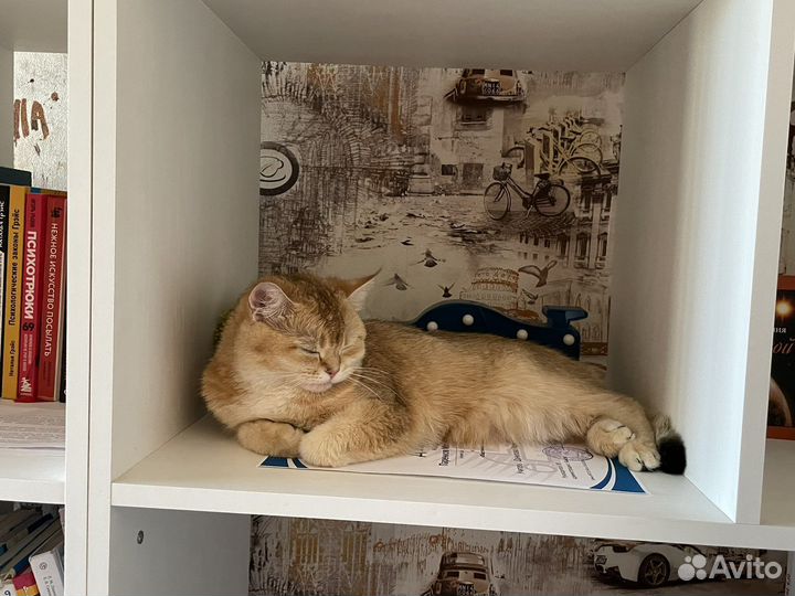 Ищем котика шотландца для вязки