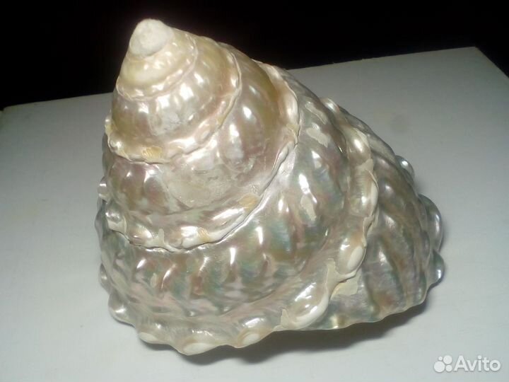 Перламутровая ракушка конус Трохус Ундоза 9 см