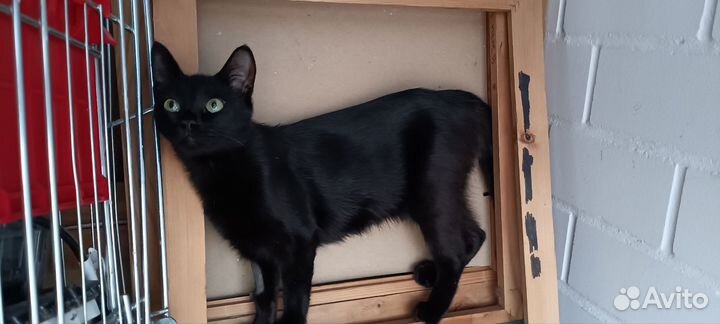 Чёрный бриллиант, девочка, стерильна