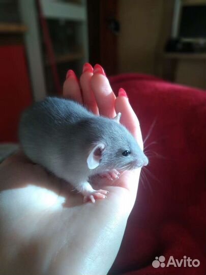 Крысы. Заводчик