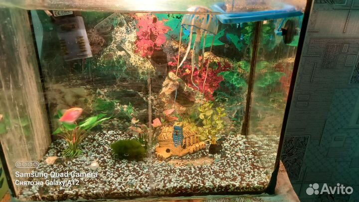 Продам аквариум с рыбками на 30 литров