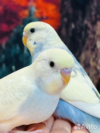 Ручные птенцы волнистых попугаев