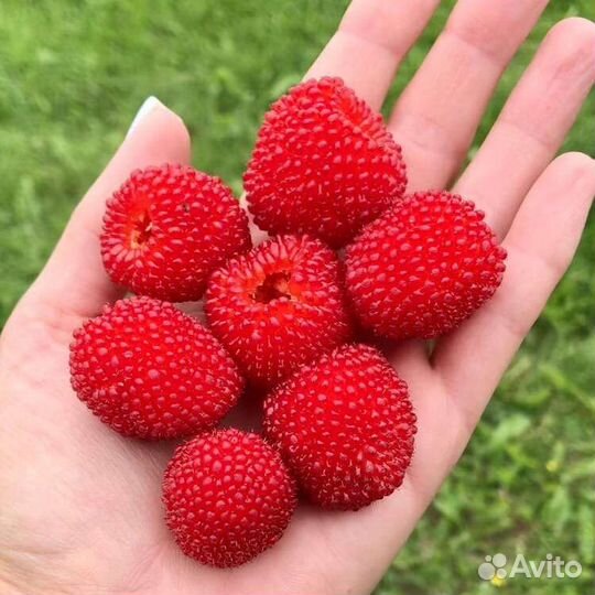 Малина Тибетская (Розолистная, Земляничная)