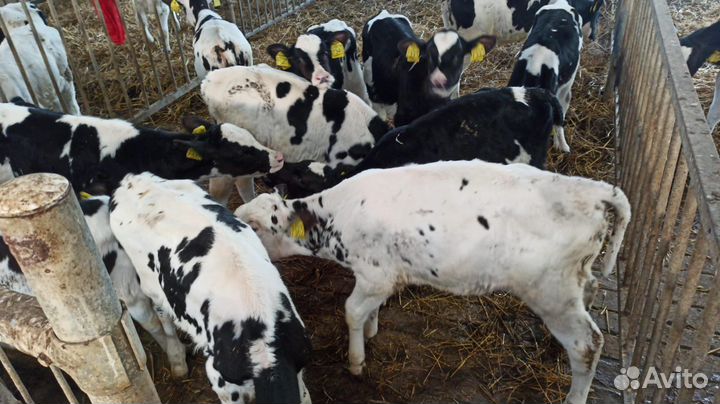 Бычки сементалы