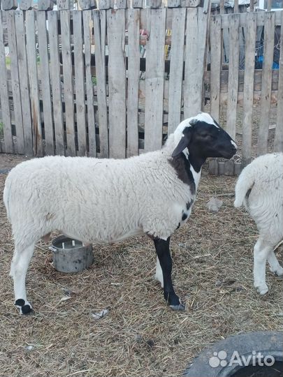 Ягнята дорпер, нубийские козлята