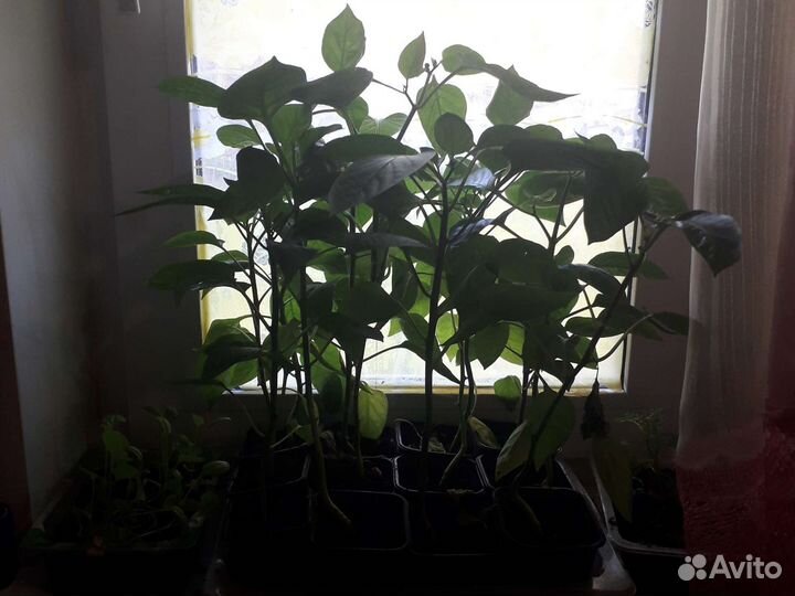 Рассада сладких перцев и помидор