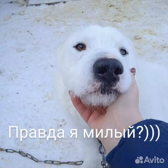 Пес в добрые руки