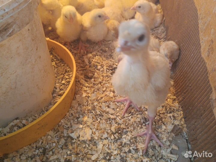 Индюшата биг 6