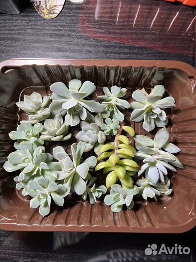 Набор суккулентов