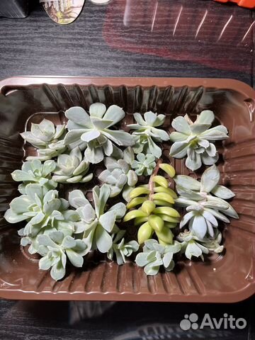 Набор суккулентов