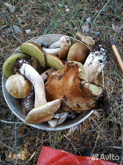 Грибы маринованные